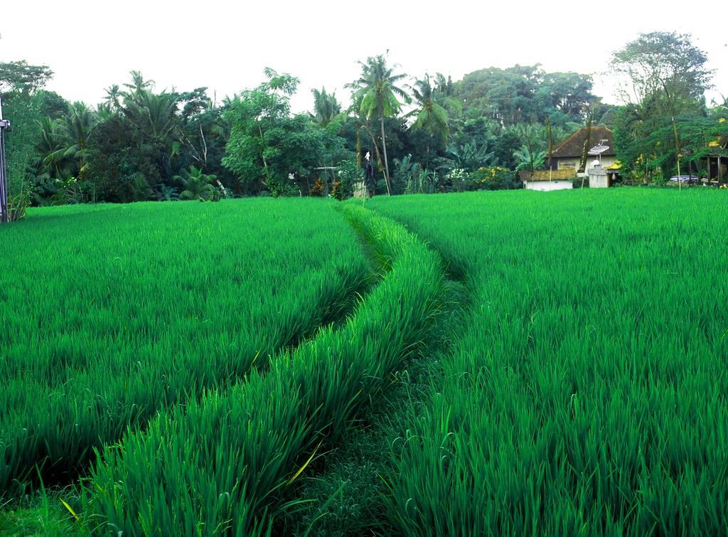 Adi Santia Bungalows Ubud Exterior foto